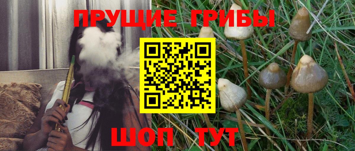 Псилоцибиновые грибы Psilocybine cubensis Соль-Илецк